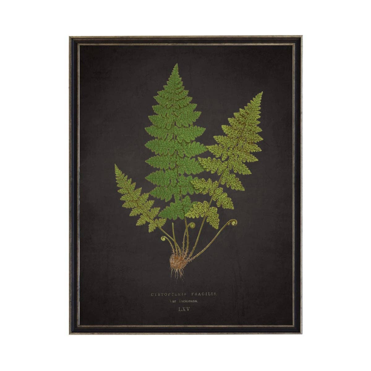 Fern L On Aged Black Background 10" X 8"