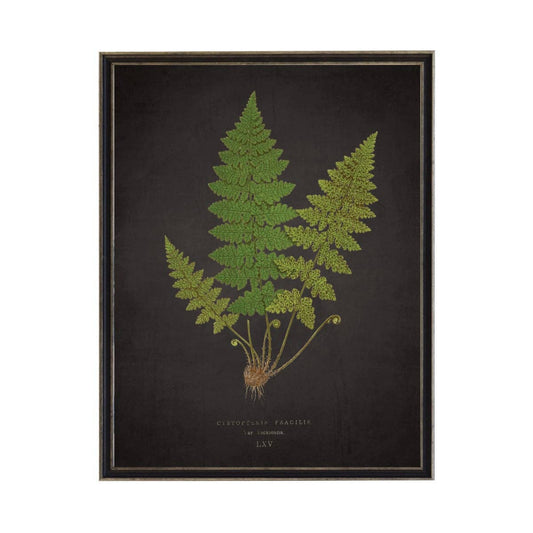 Fern L On Aged Black Background 10" X 8"