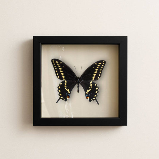 Real Black Swallowtail Butterfly (Male) 6x6 Shadowbox