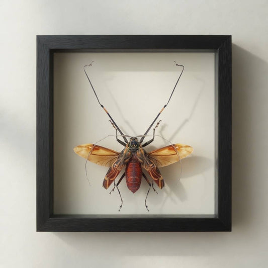 Harlequin Beetle Shadow Box (7x7) Real Framed Insect